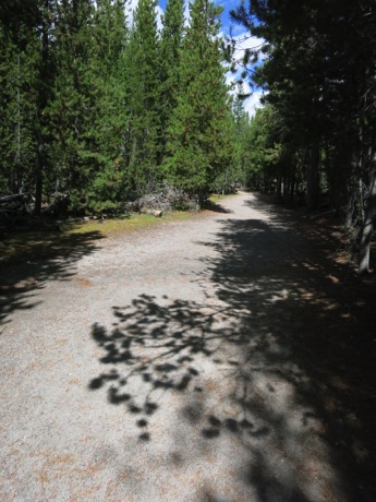 Yellowstone also has walks in the woods
